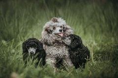 familie2